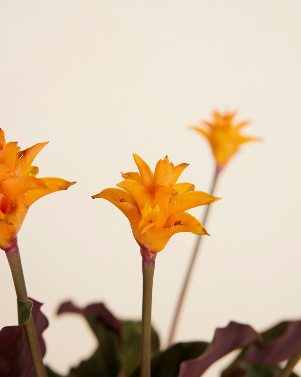 Calathea Prayer plant Crocata Candela
