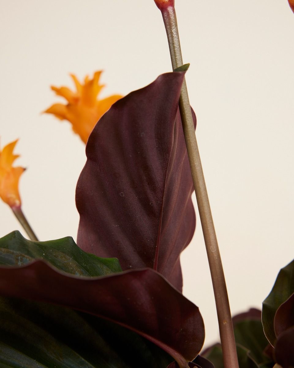 Calathea Prayer plant Crocata Candela