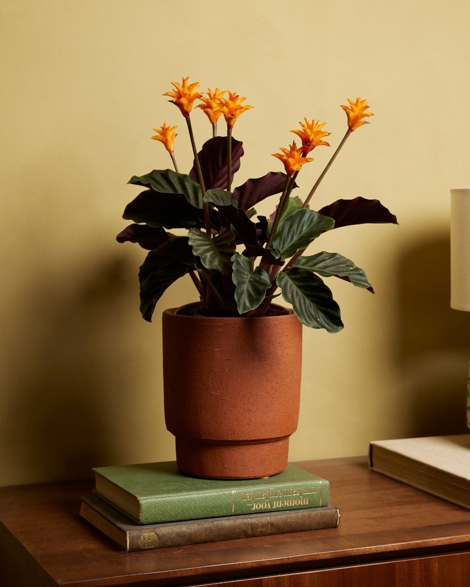 Calathea Prayer plant Crocata Candela