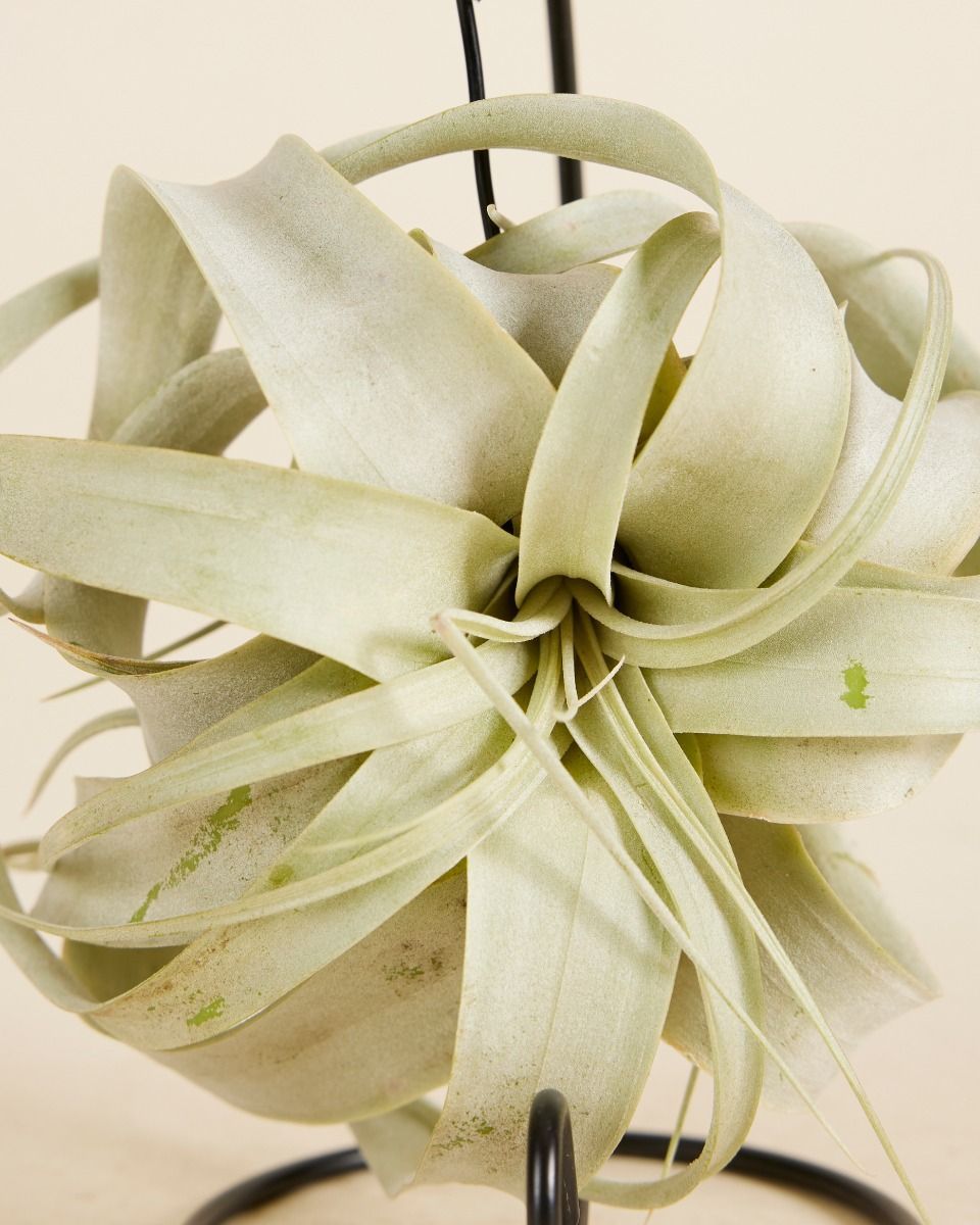 Tillandsia Air plant Xerographica