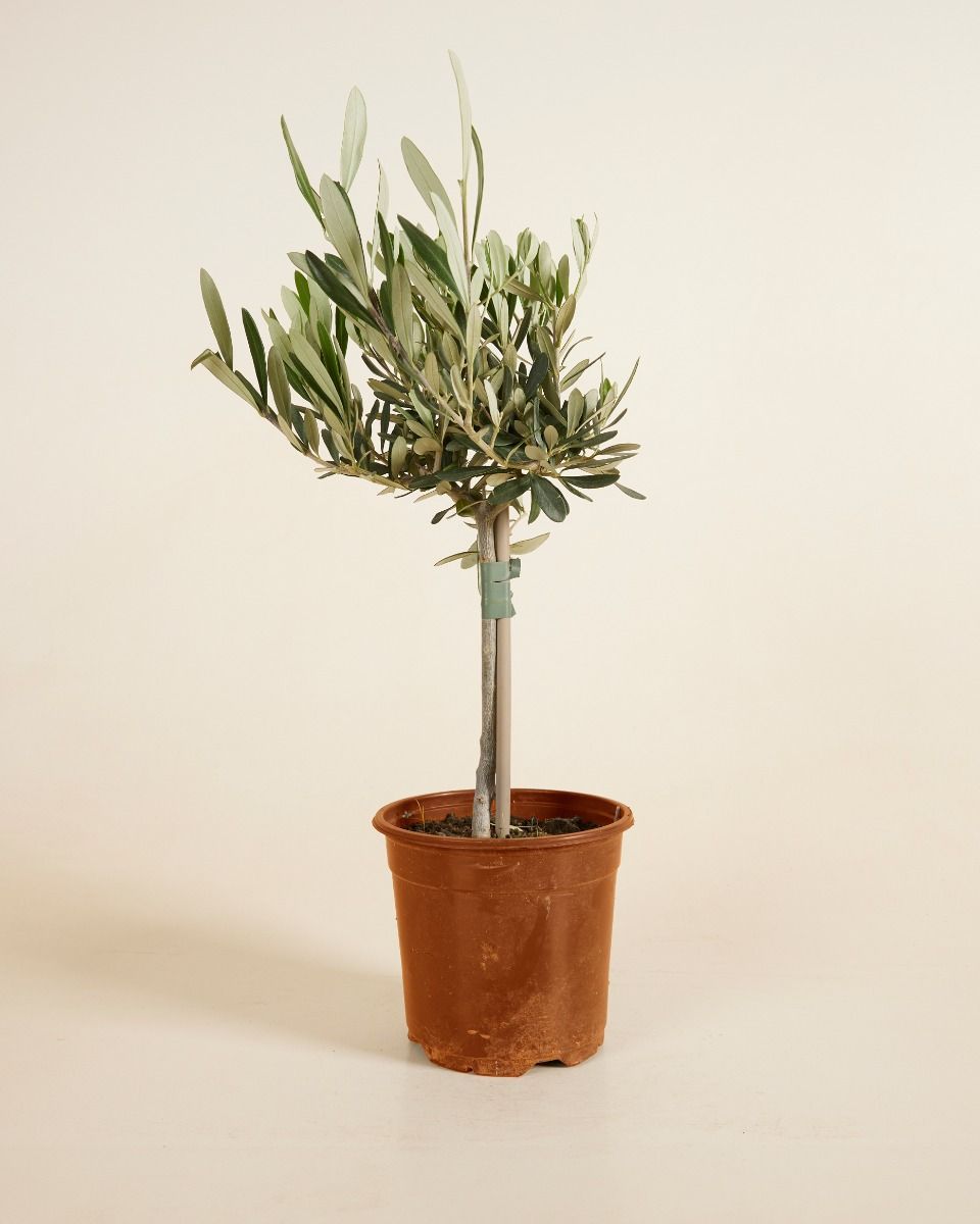 Olea Europaea