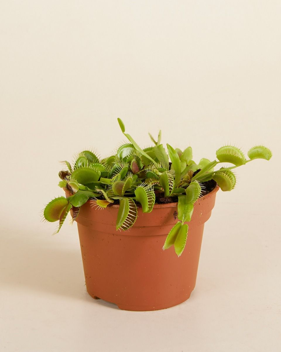 Dionaea Venusfliegenfalle Muscipula