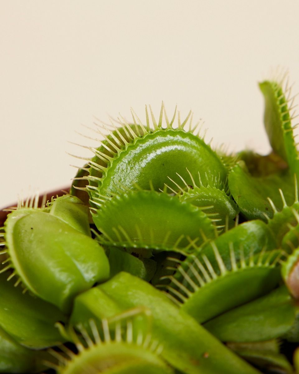 Dionaea Venusfliegenfalle Muscipula