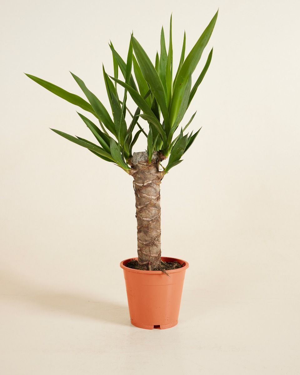 Elephantipes Palmlilie Yucca