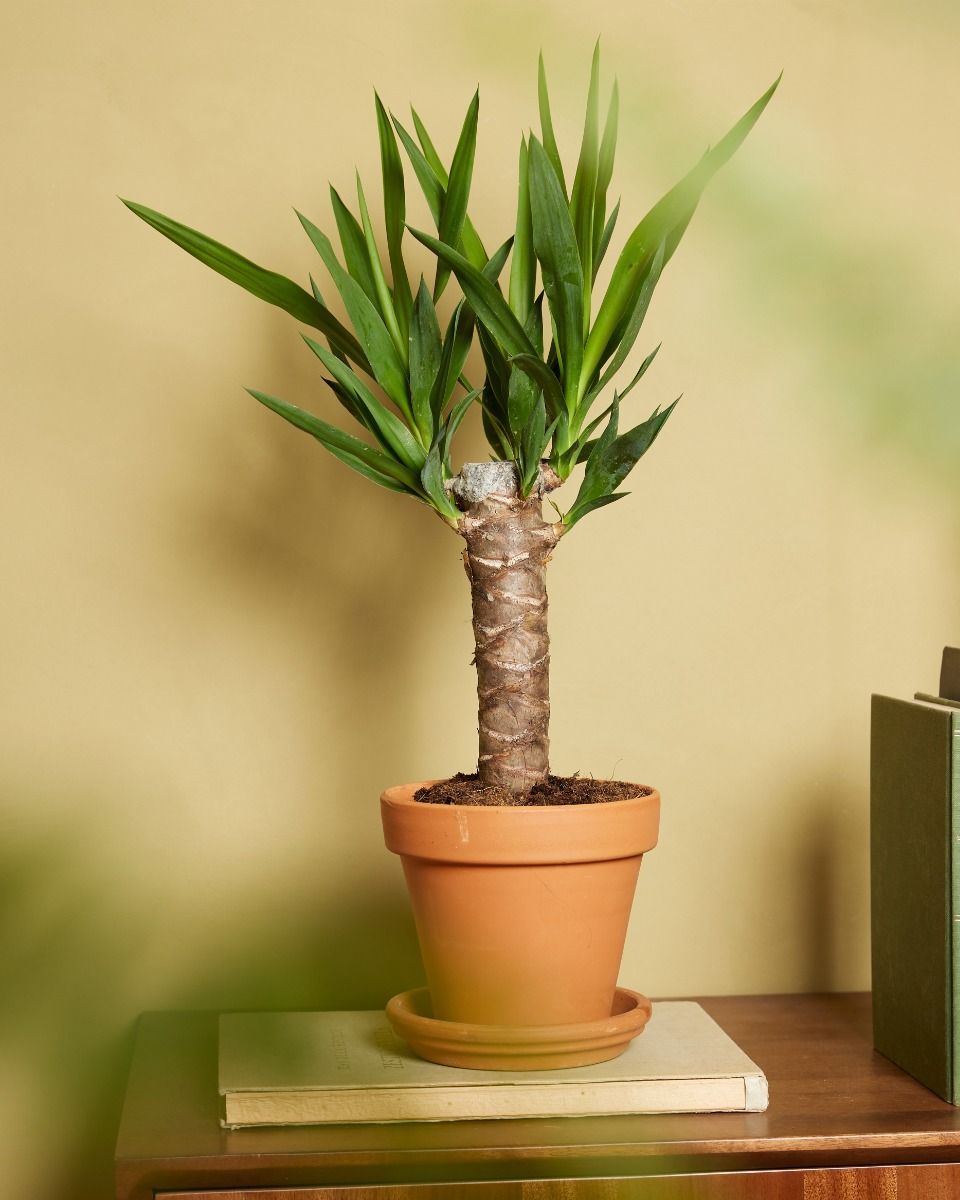 Elephantipes Palmlilie Yucca