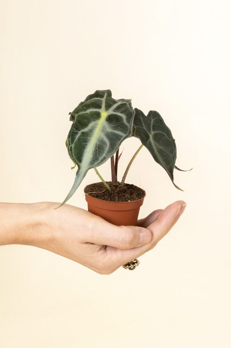 Baby Alocasia Elefantenohr Venom