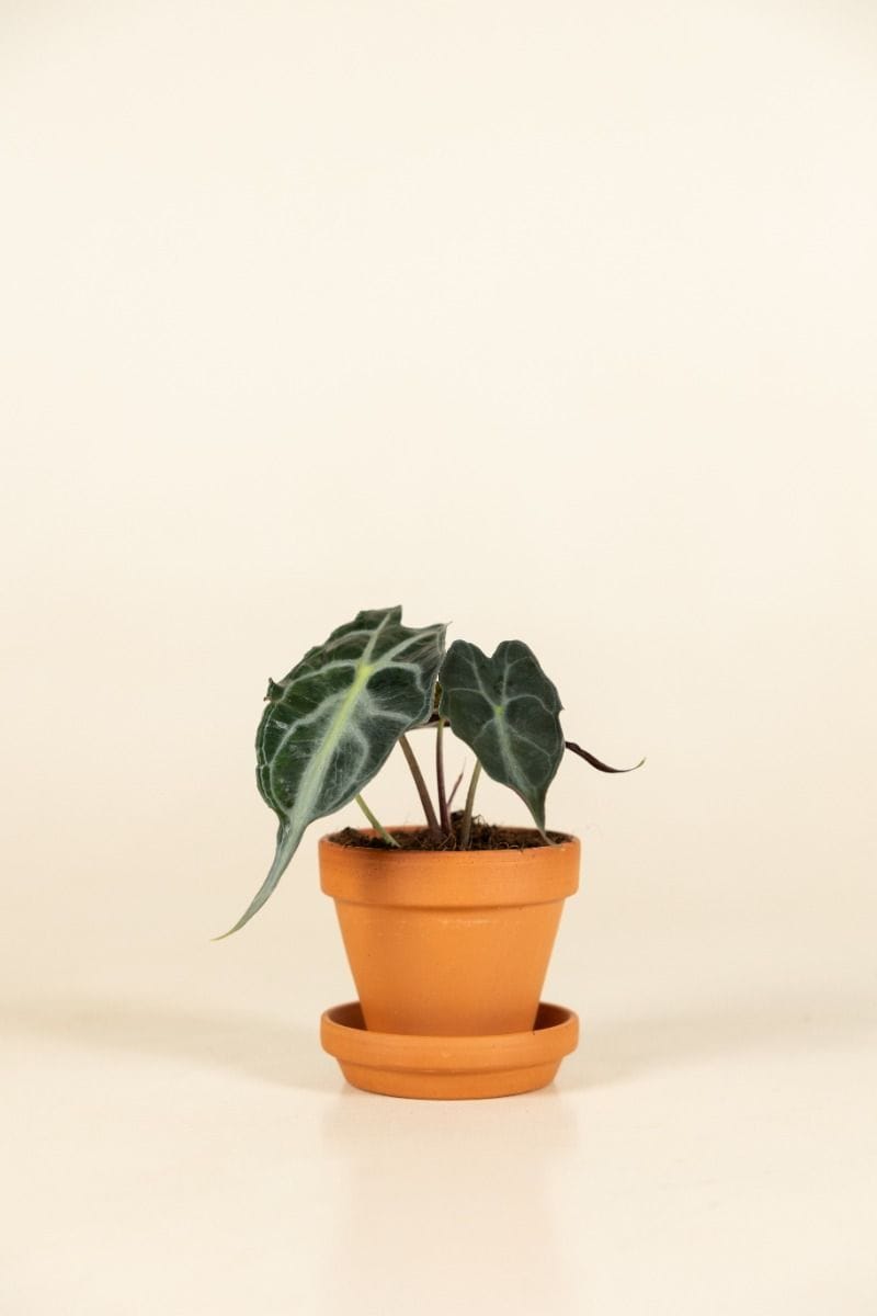 Baby Alocasia Elefantenohr Venom