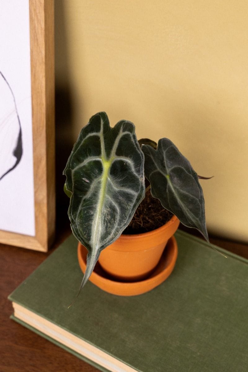 Baby Alocasia Elefantenohr Venom