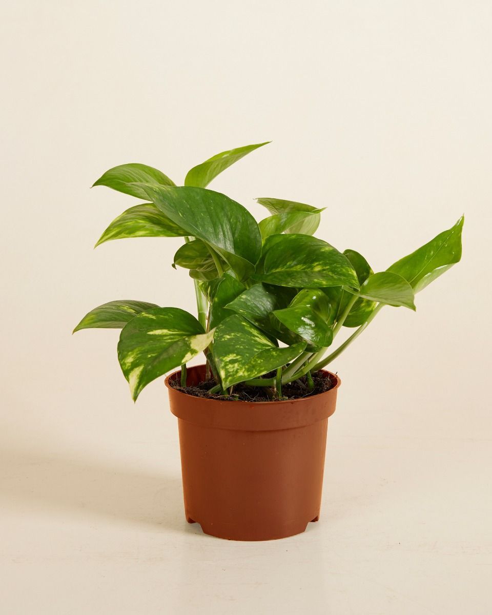 Epipremnum Efeutute Aureum