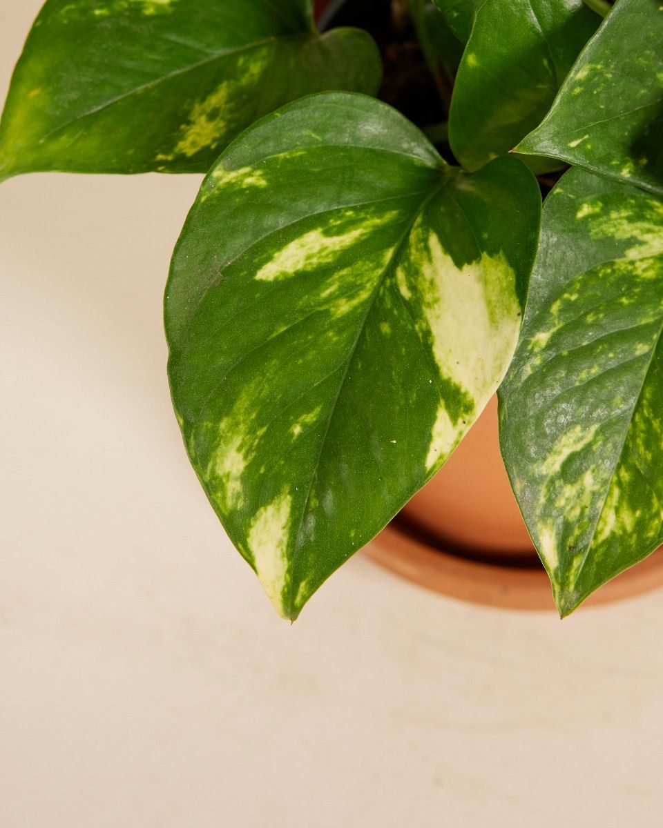 Epipremnum Efeutute Aureum
