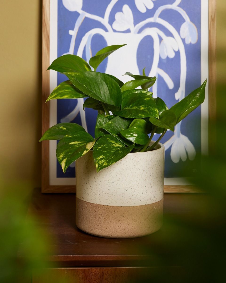 Epipremnum Efeutute Aureum