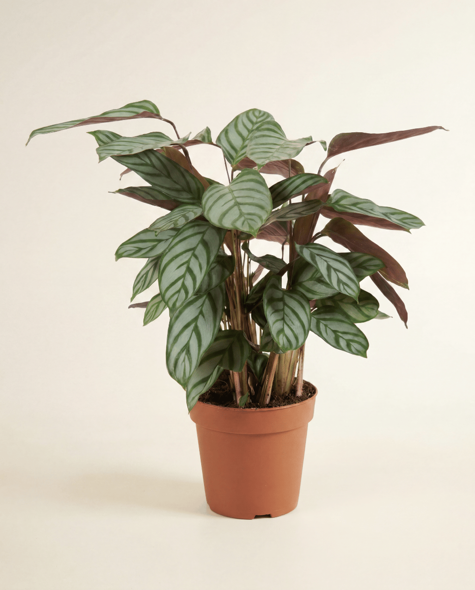 Calathea Pfeilwurz Compactstar
