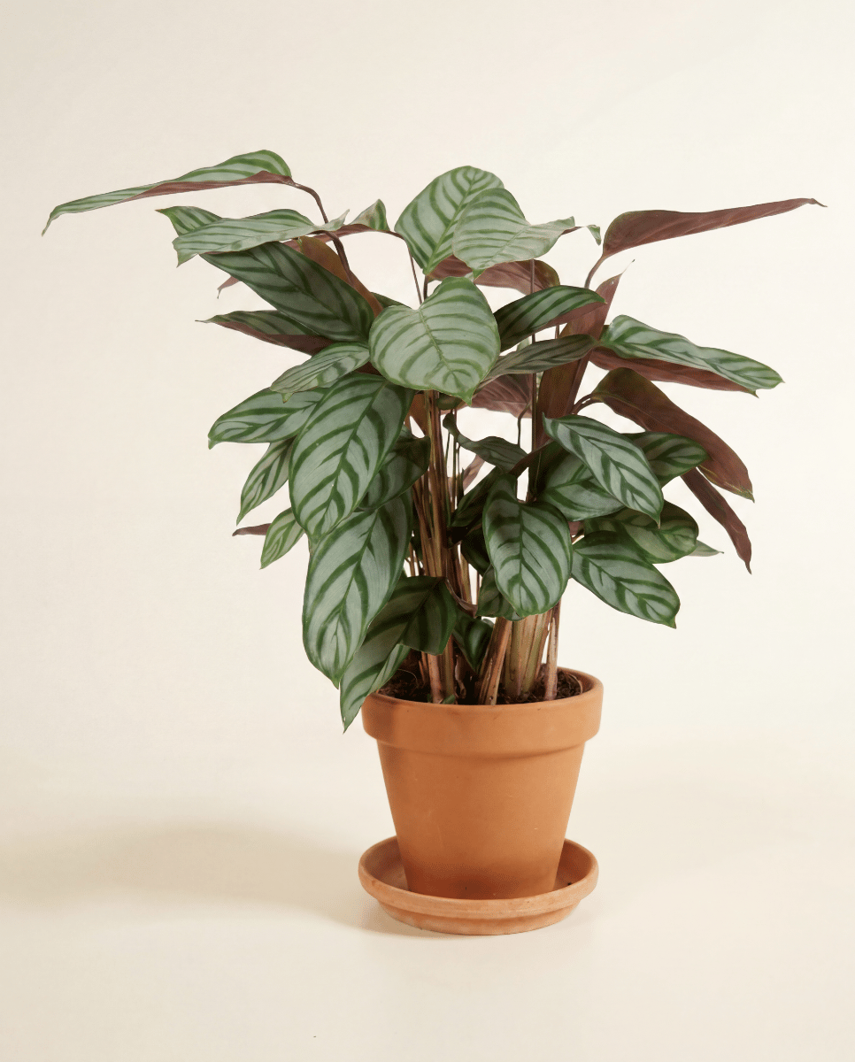 Calathea Pfeilwurz Compactstar