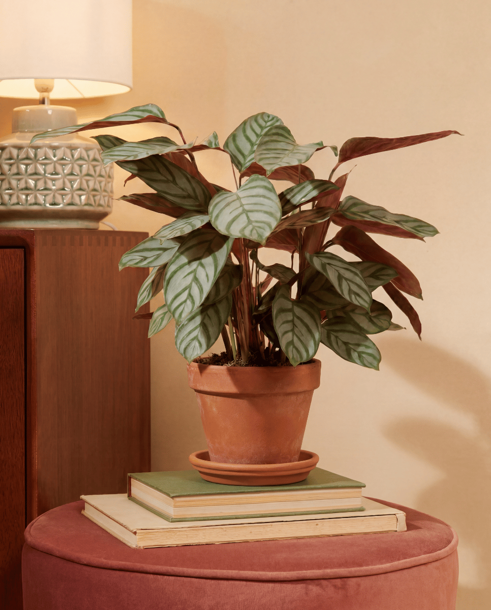 Calathea Pfeilwurz Compactstar