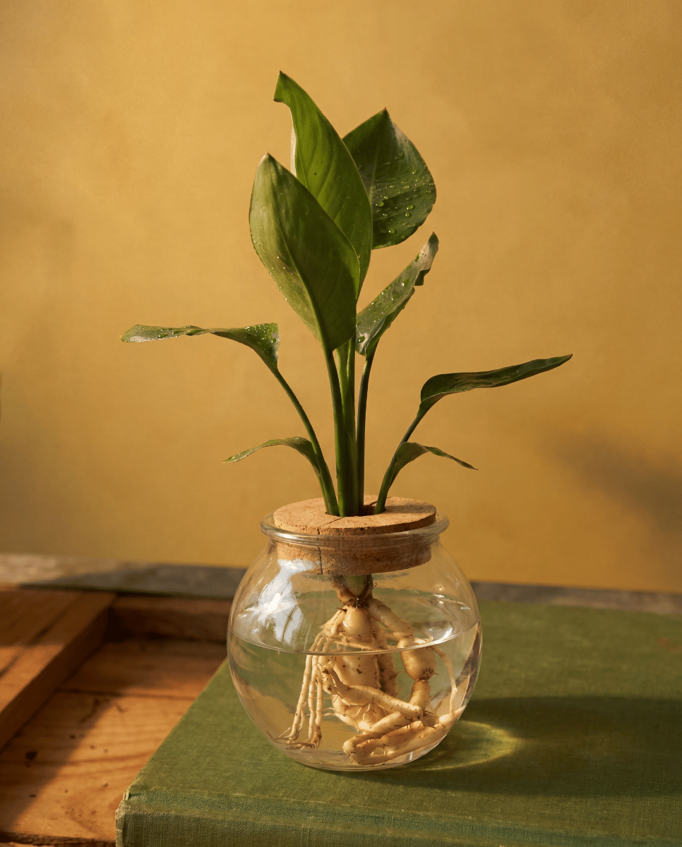 Strelitzia Paradiesvogelblume Nicolai (in glass)