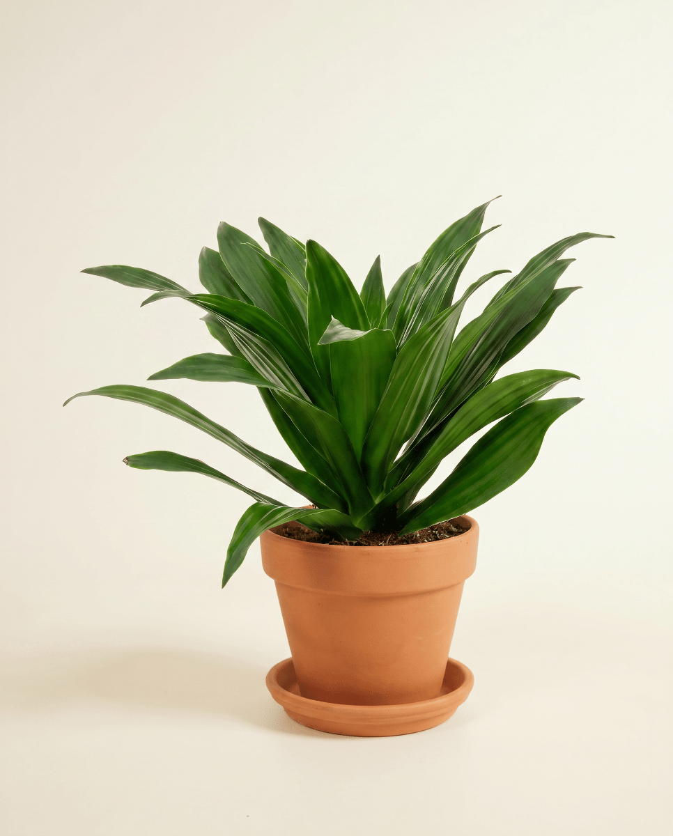 Dracaena Drachenbäume Compacta