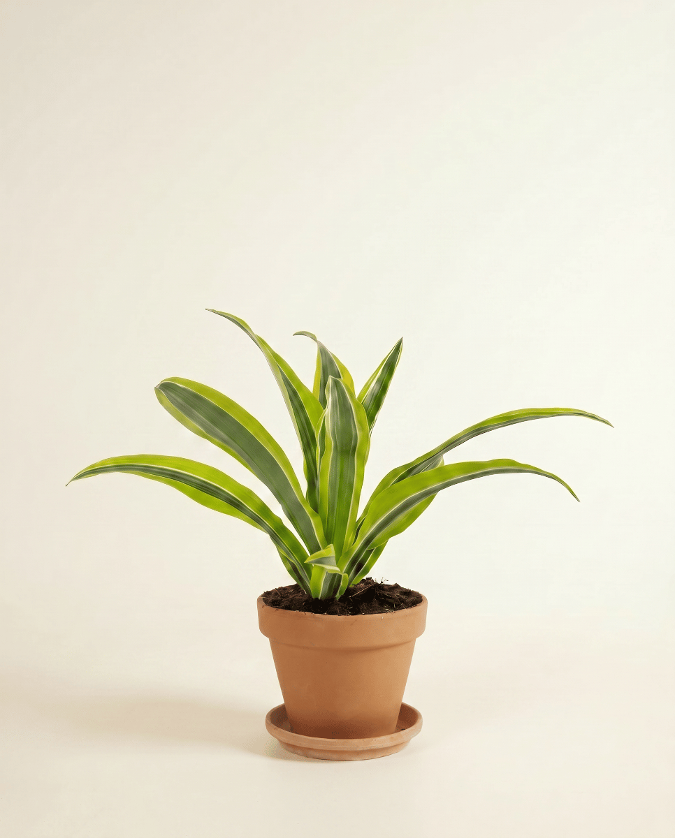 Dracaena Drachenbäume Lemon Lime
