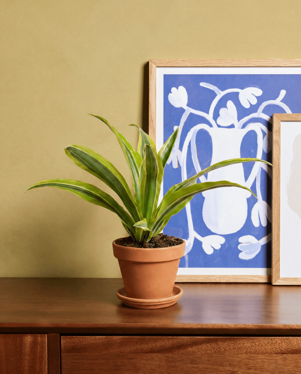 Dracaena Drachenbäume Lemon Lime