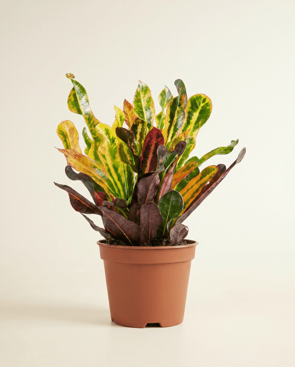 Codiaeum Kroton Variegatum Mammi