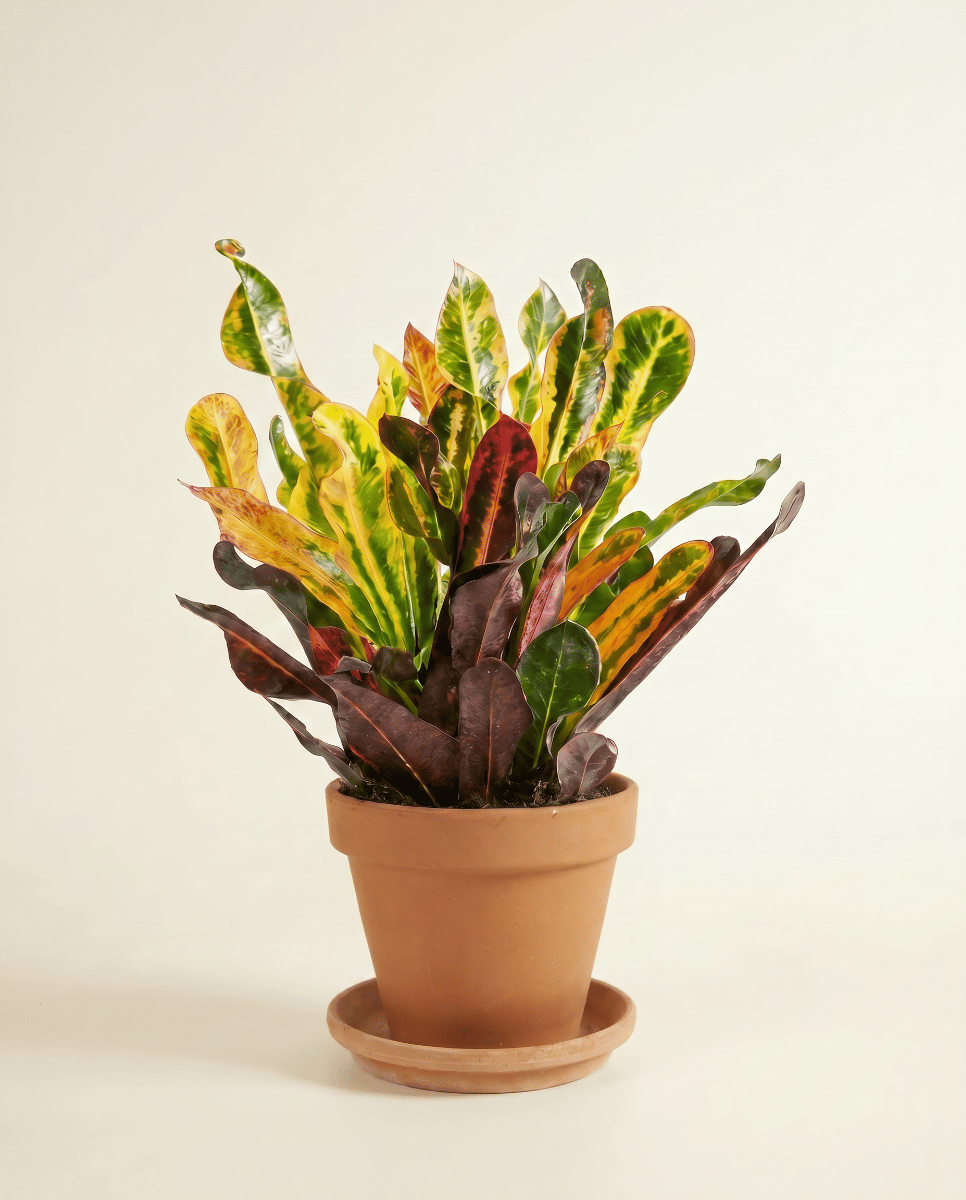 Codiaeum Kroton Variegatum Mammi