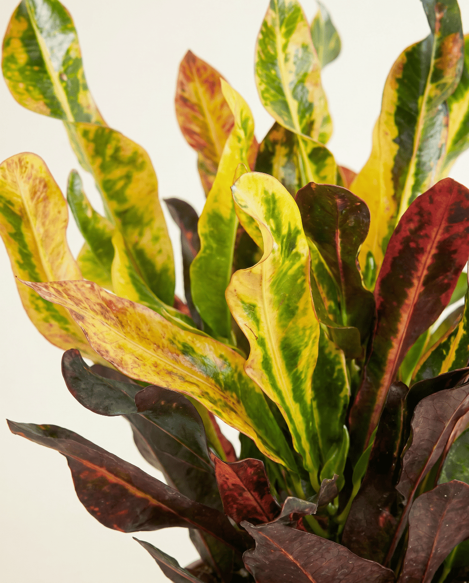 Codiaeum Kroton Variegatum Mammi