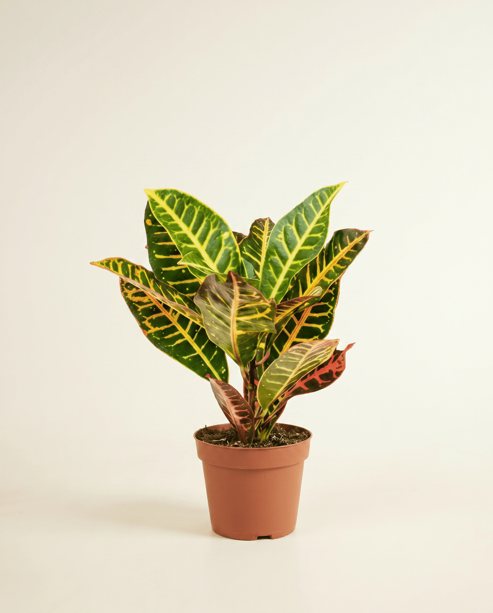 Codiaeum Kroton Variegatum Petra
