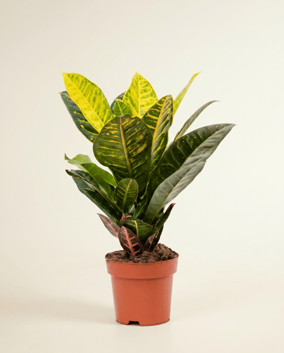 Codiaeum Kroton Variegatum Petra