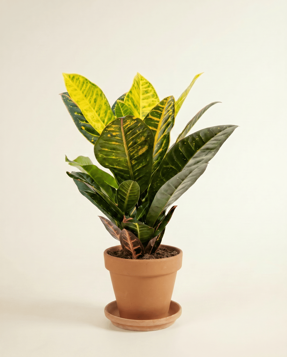 Codiaeum Kroton Variegatum Petra