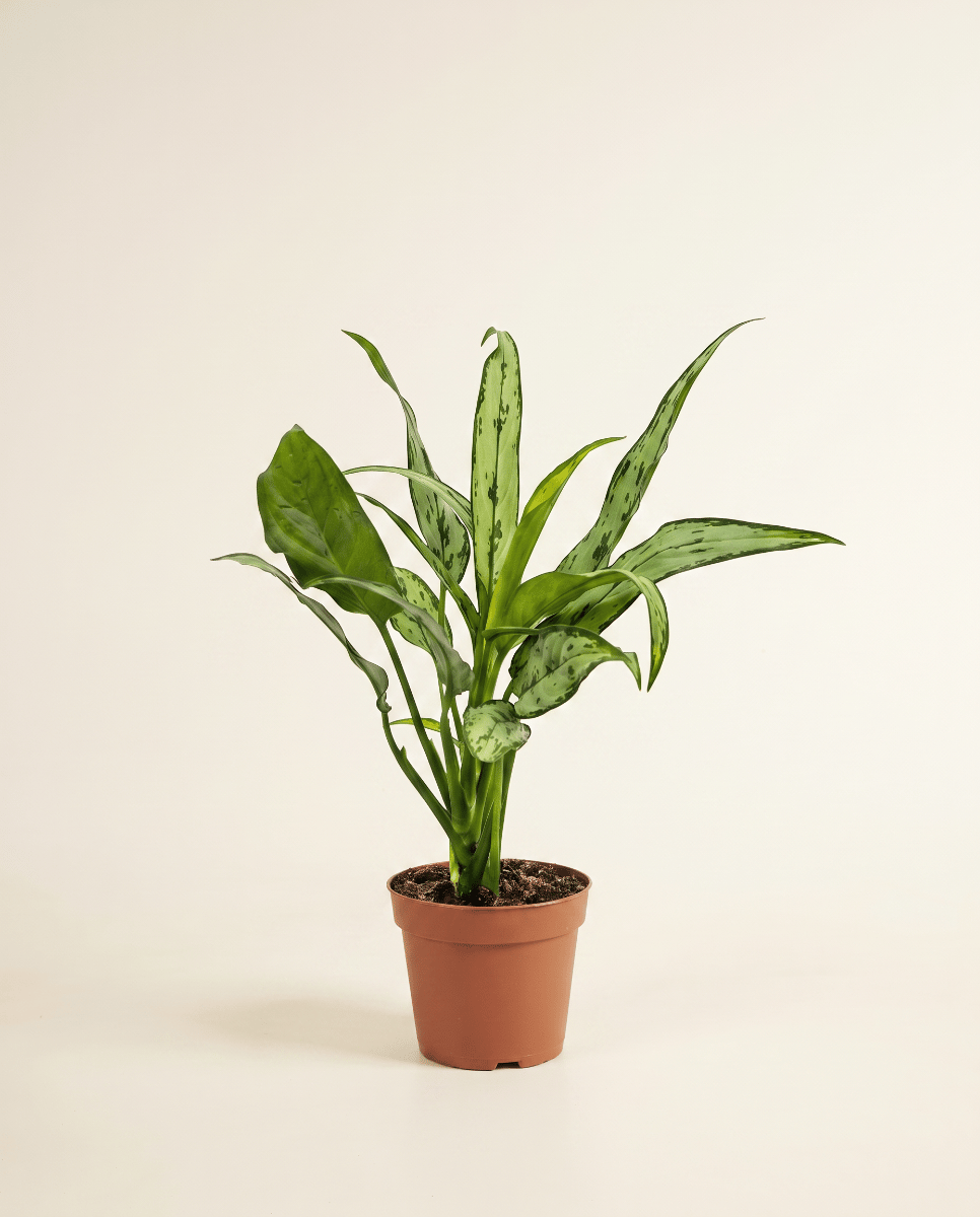 Aglaonema Kolbenfaden Cutlass