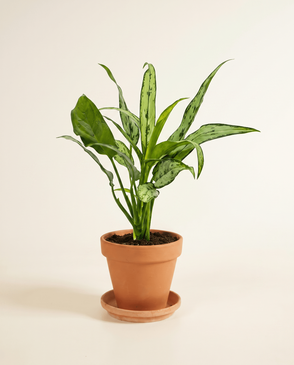 Aglaonema Kolbenfaden Cutlass