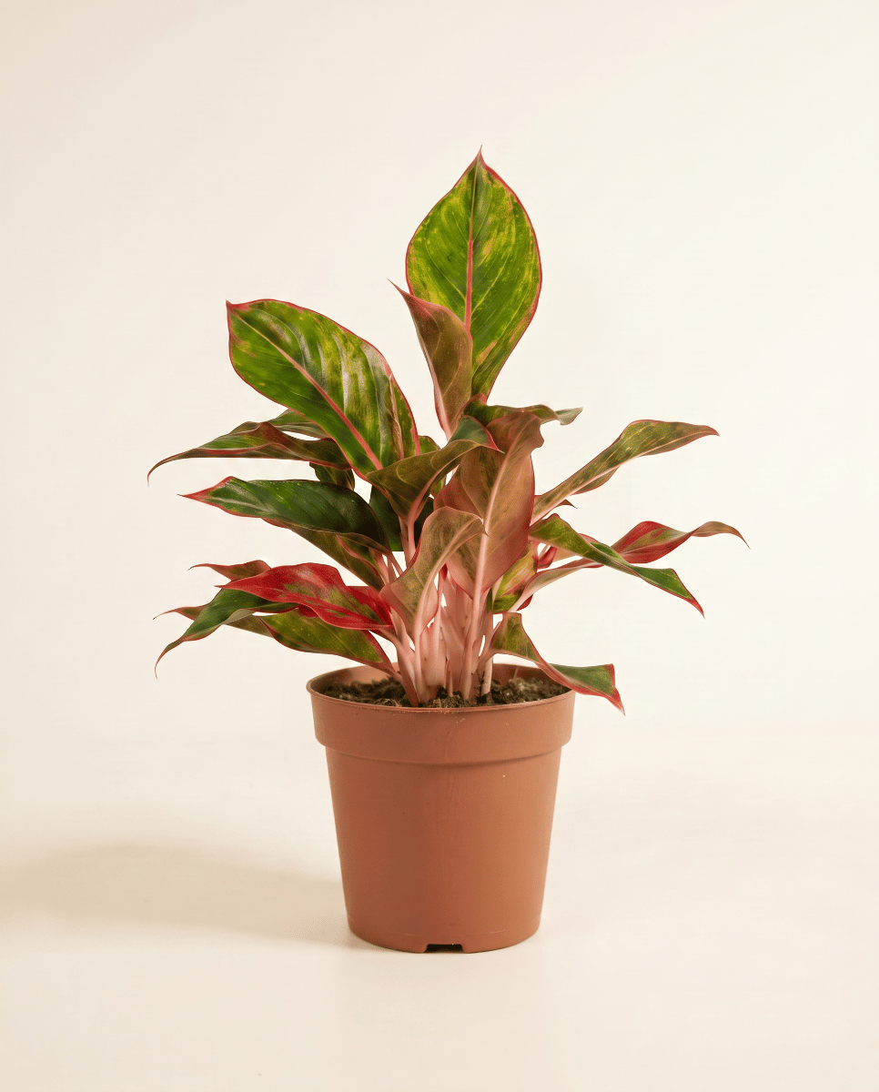 Aglaonema Kolbenfaden Jungle Red