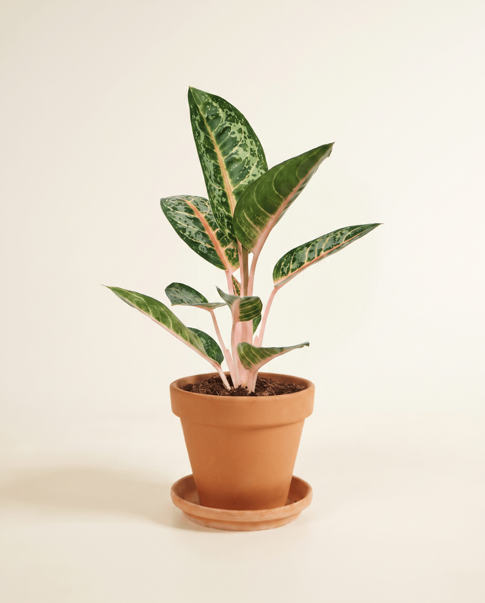 Aglaonema Kolbenfaden Orange Flame