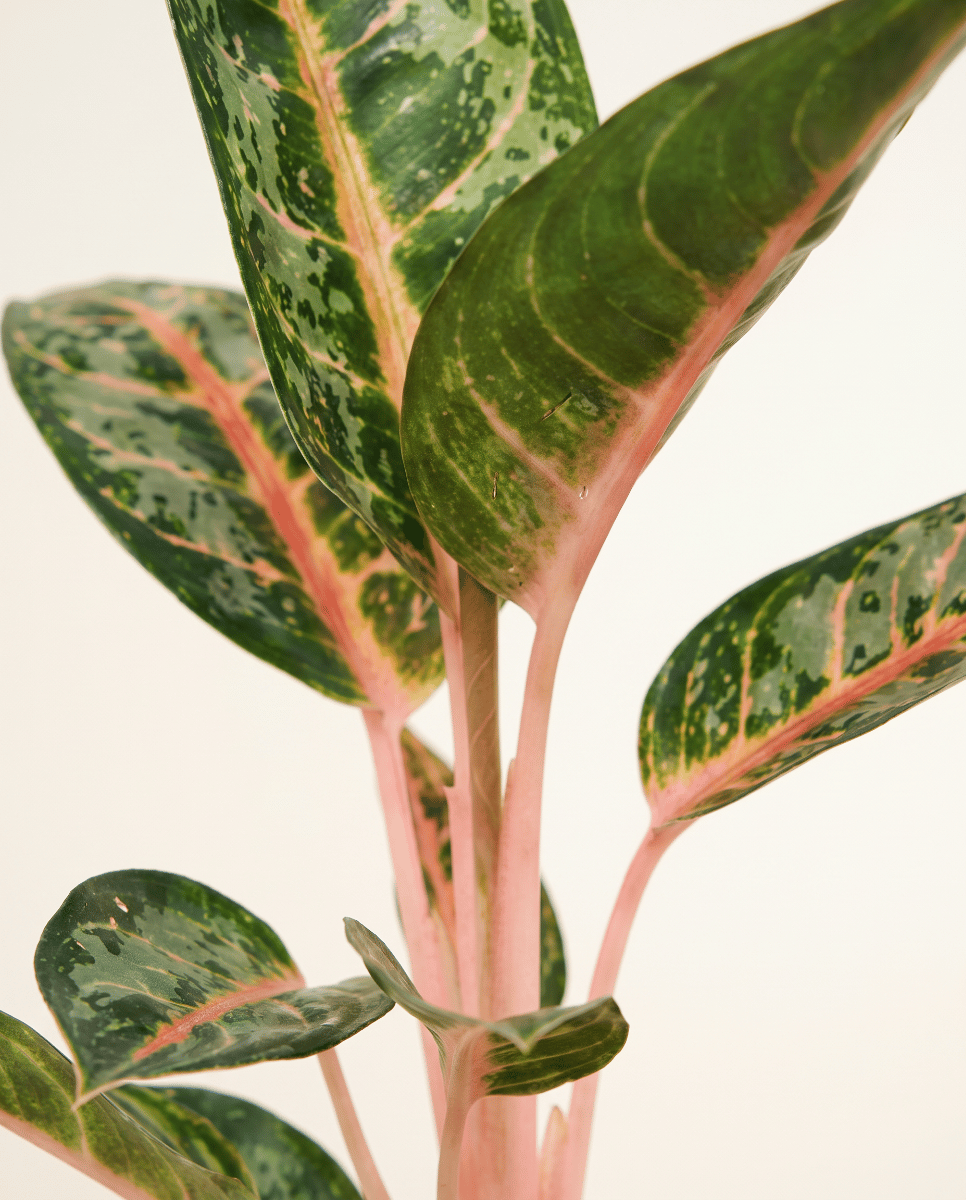 Aglaonema Kolbenfaden Orange Flame