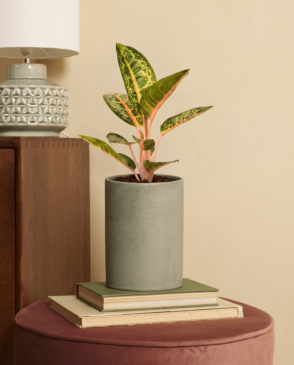 Aglaonema Kolbenfaden Orange Flame