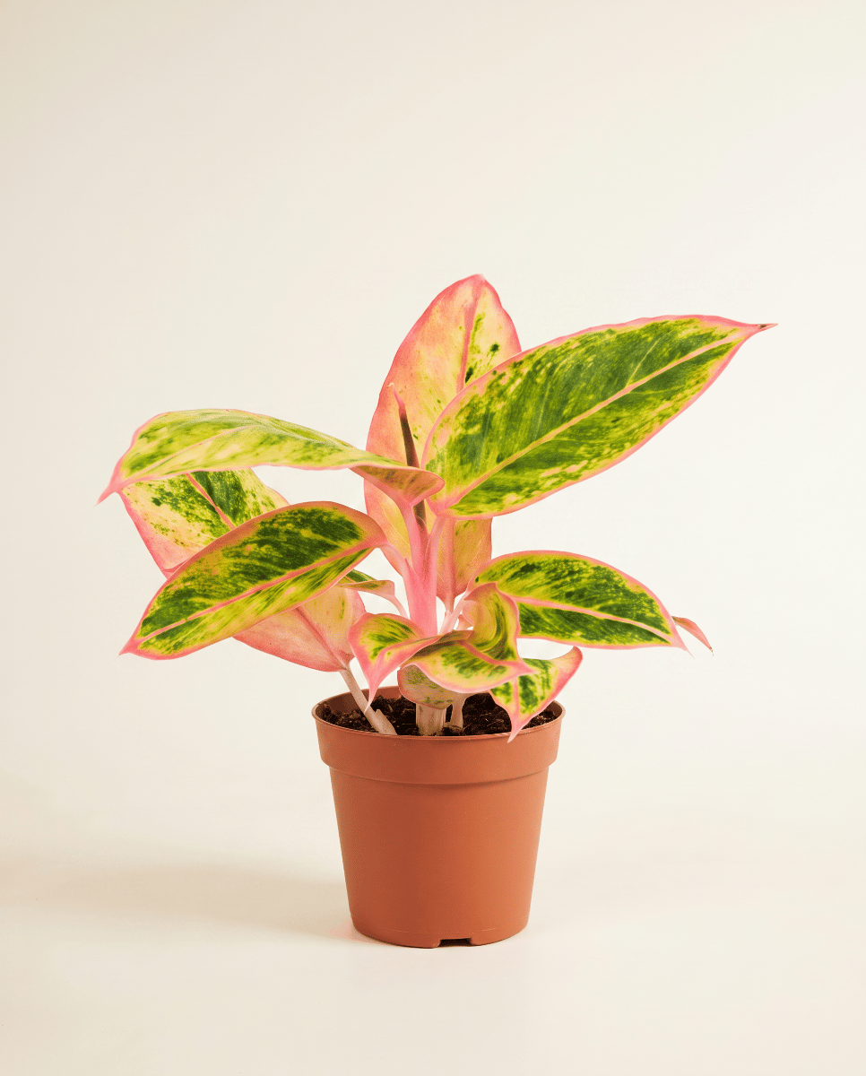 Aglaonema Kolbenfaden Salmon Fantasy