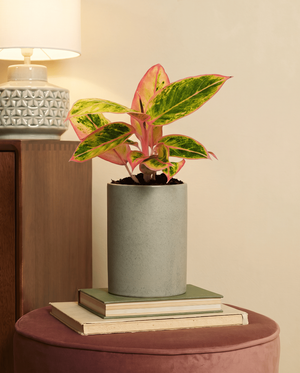 Aglaonema Kolbenfaden Salmon Fantasy