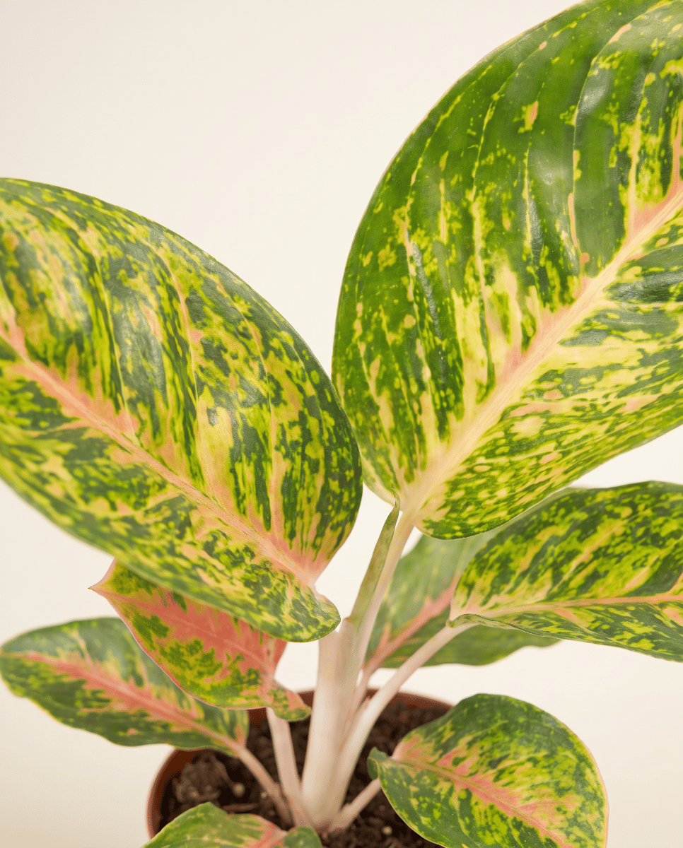 Aglaonema Kolbenfaden Spring Red