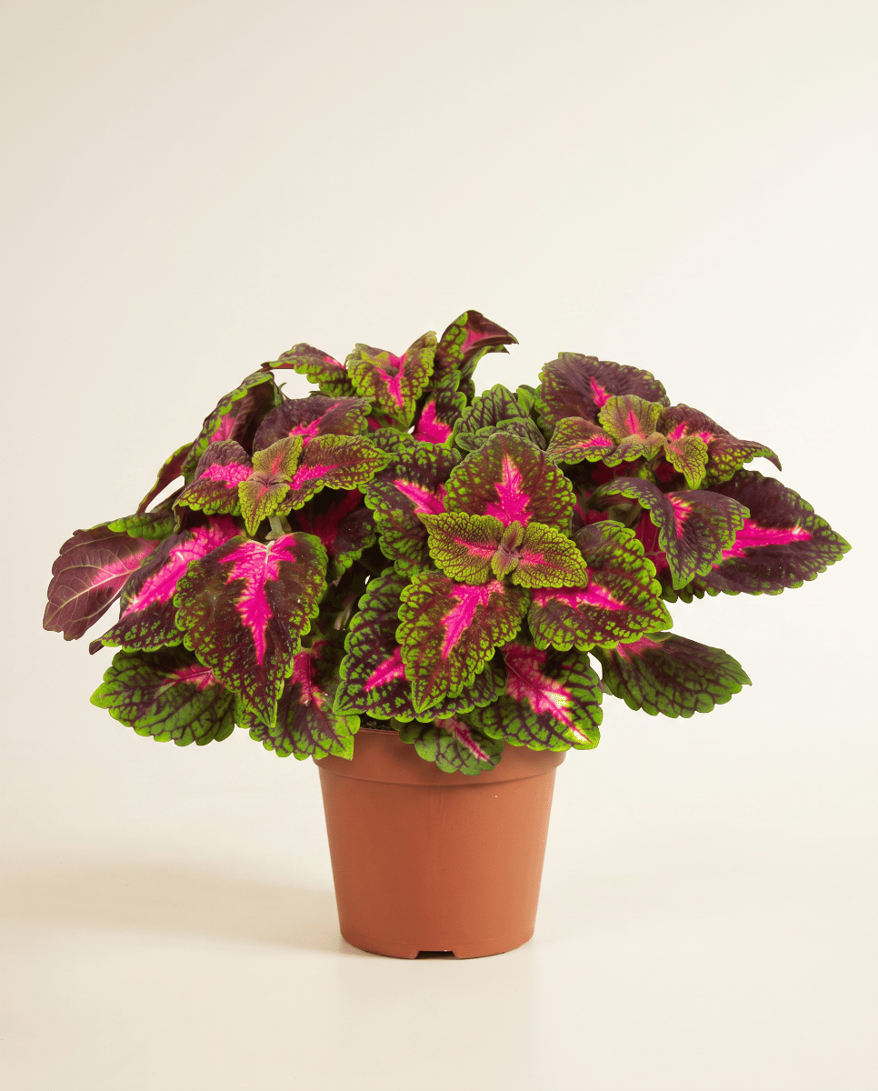 Coleus Buntnessel Park Avenue
