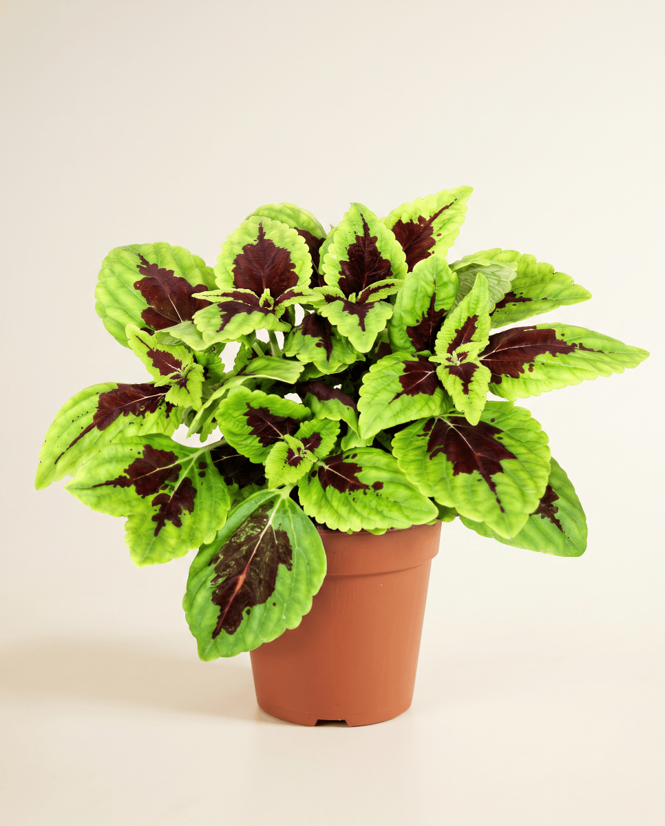 Coleus Buntnessel Alligator Alley