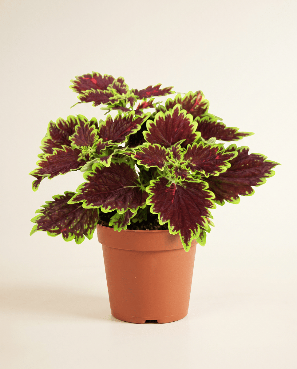 Coleus Buntnessel Bourbon Street