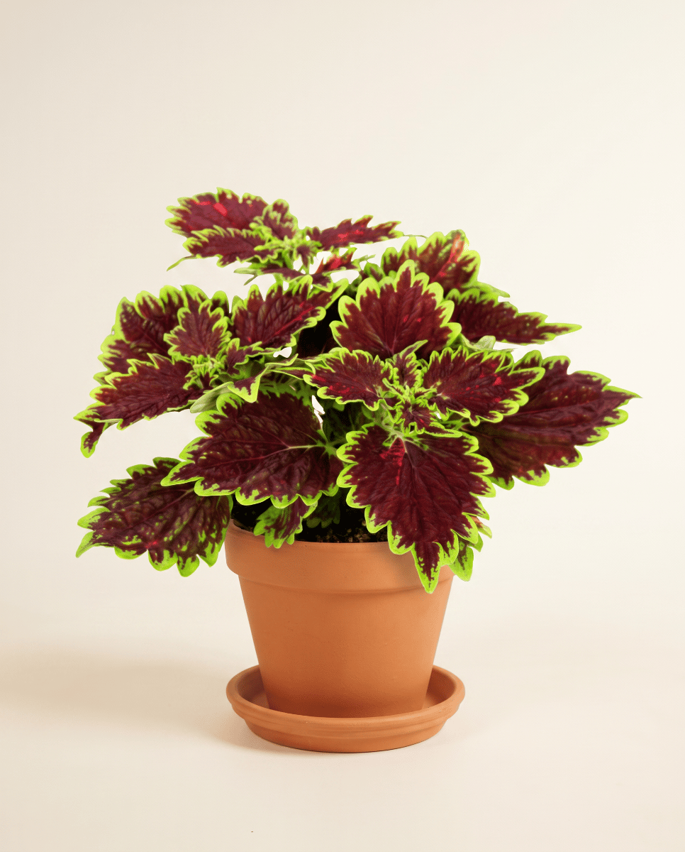 Coleus Buntnessel Bourbon Street