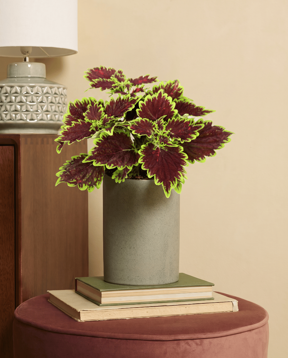 Coleus Buntnessel Bourbon Street