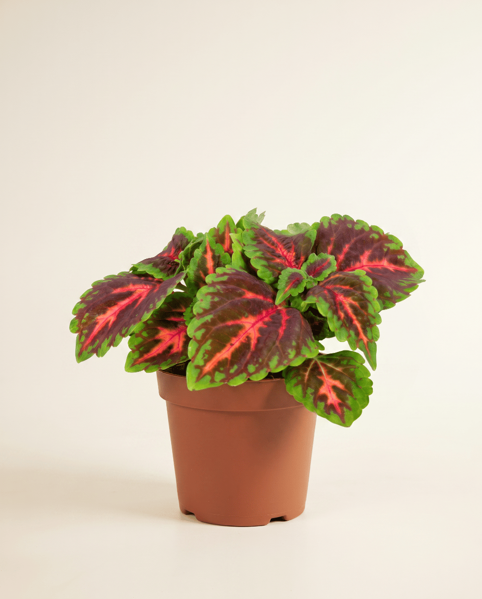 Coleus Buntnessel Franklin Street