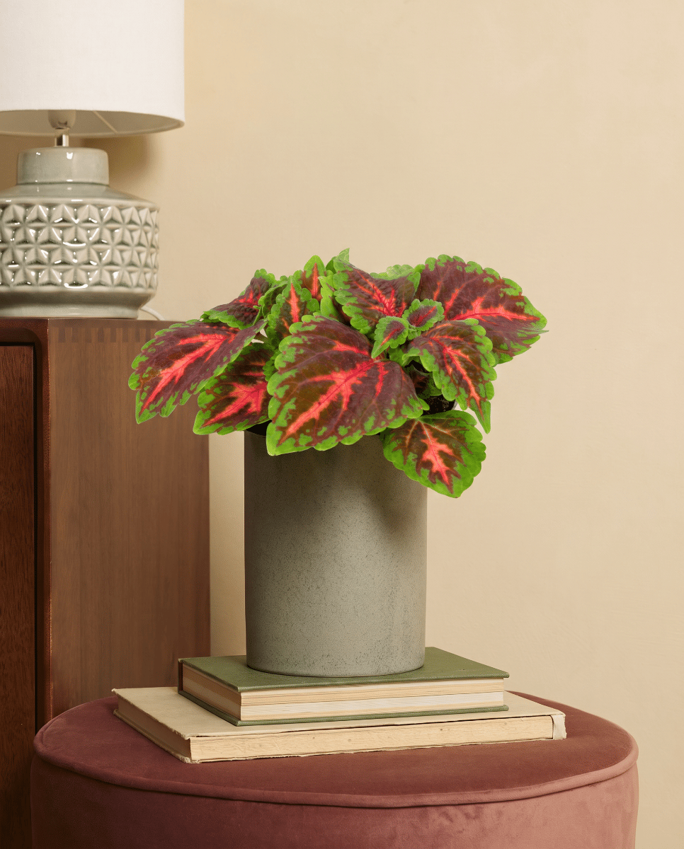 Coleus Buntnessel Franklin Street