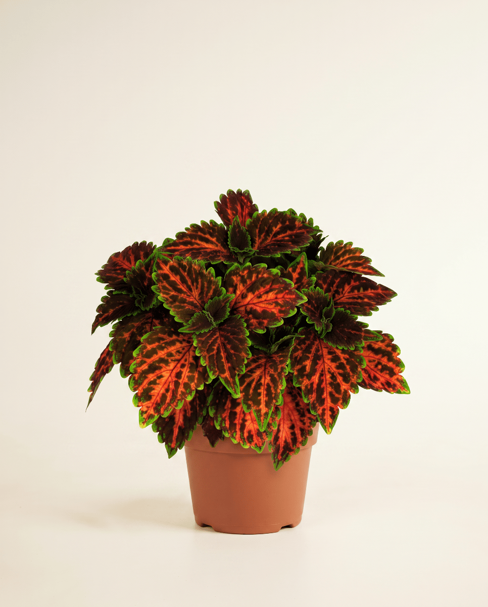 Coleus Buntnessel Magnificent Mile