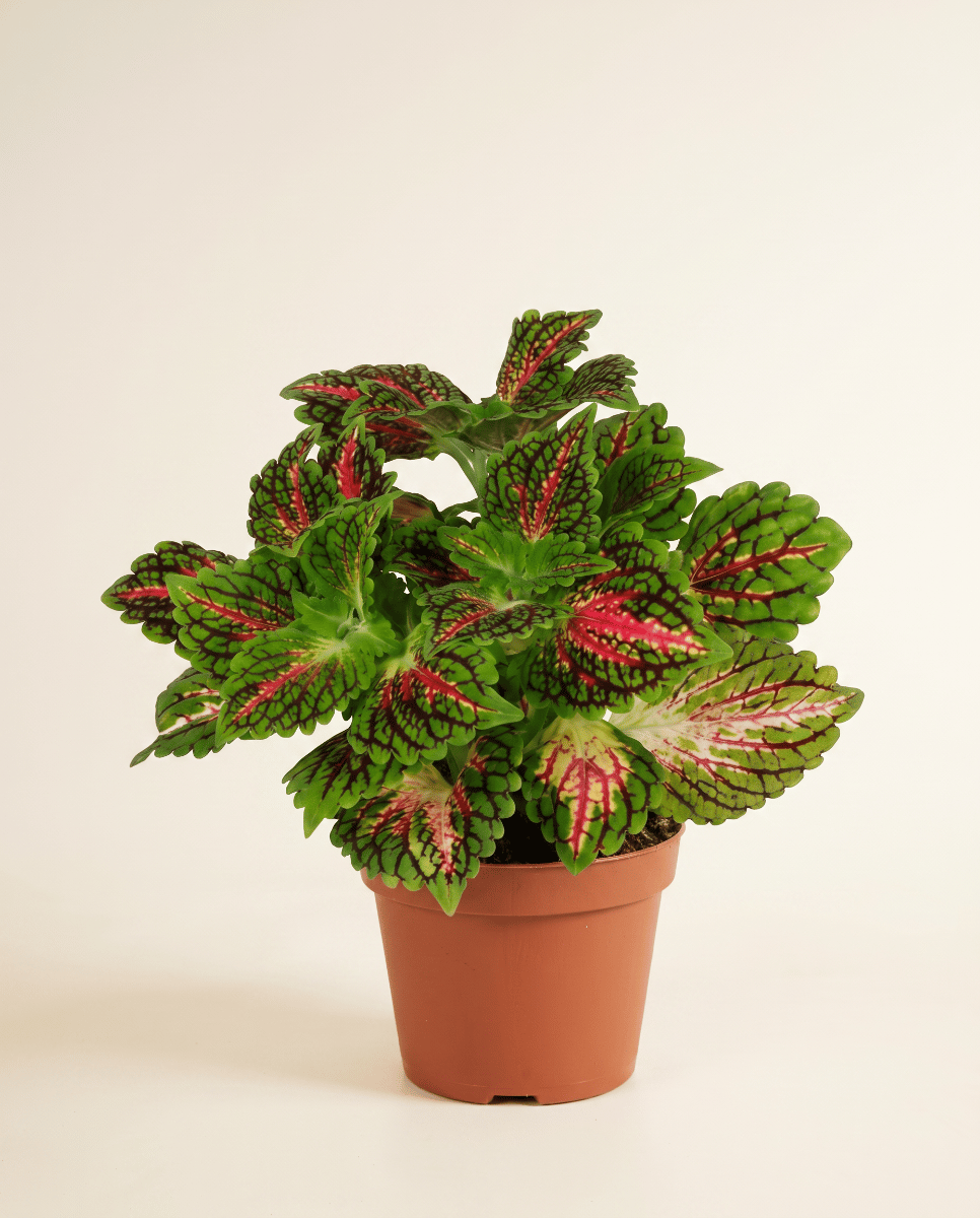 Coleus Buntnessel Spacecake