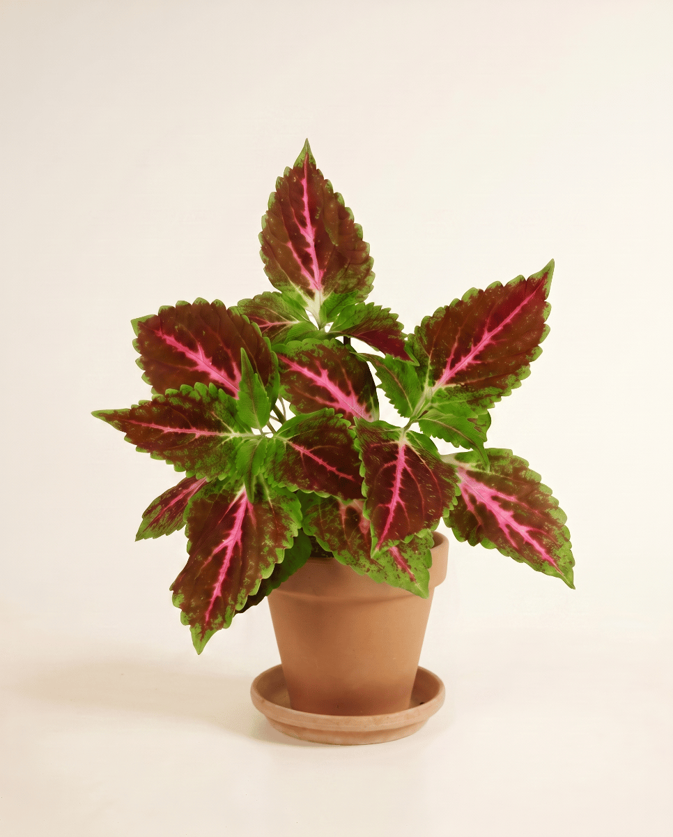 Coleus Buntnessel Pink Diamond