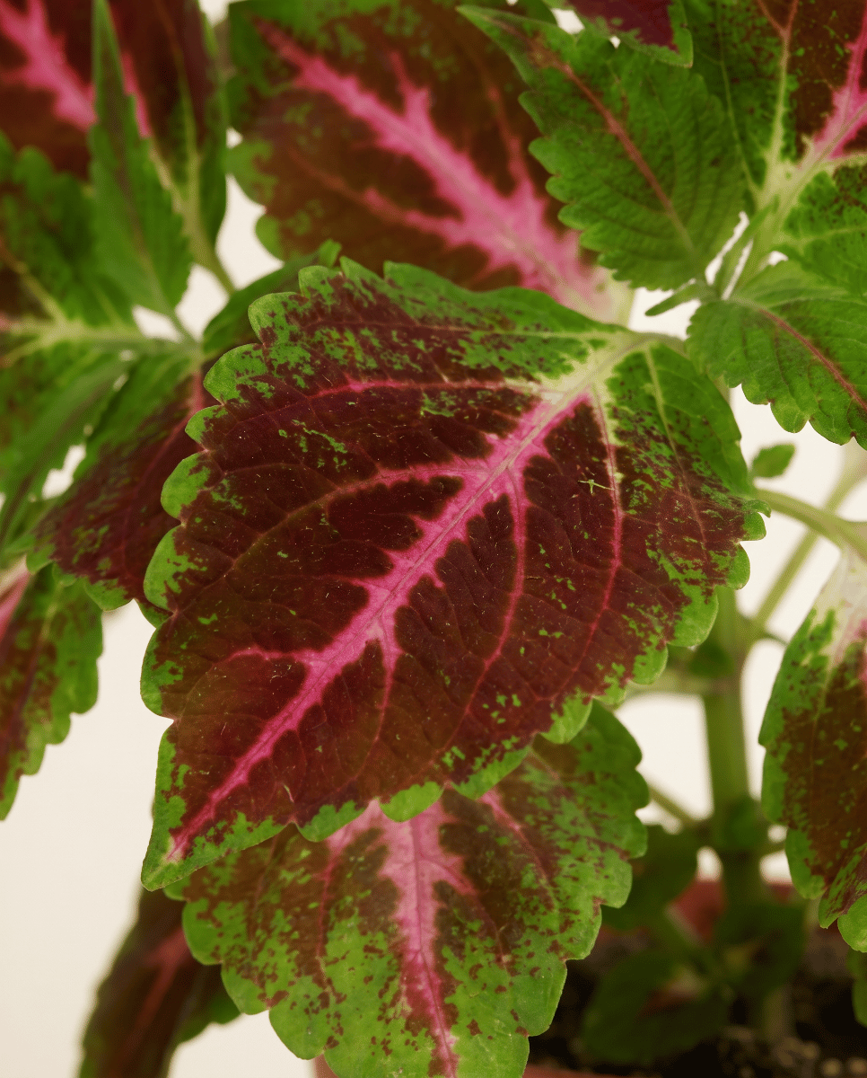 Coleus Buntnessel Pink Diamond