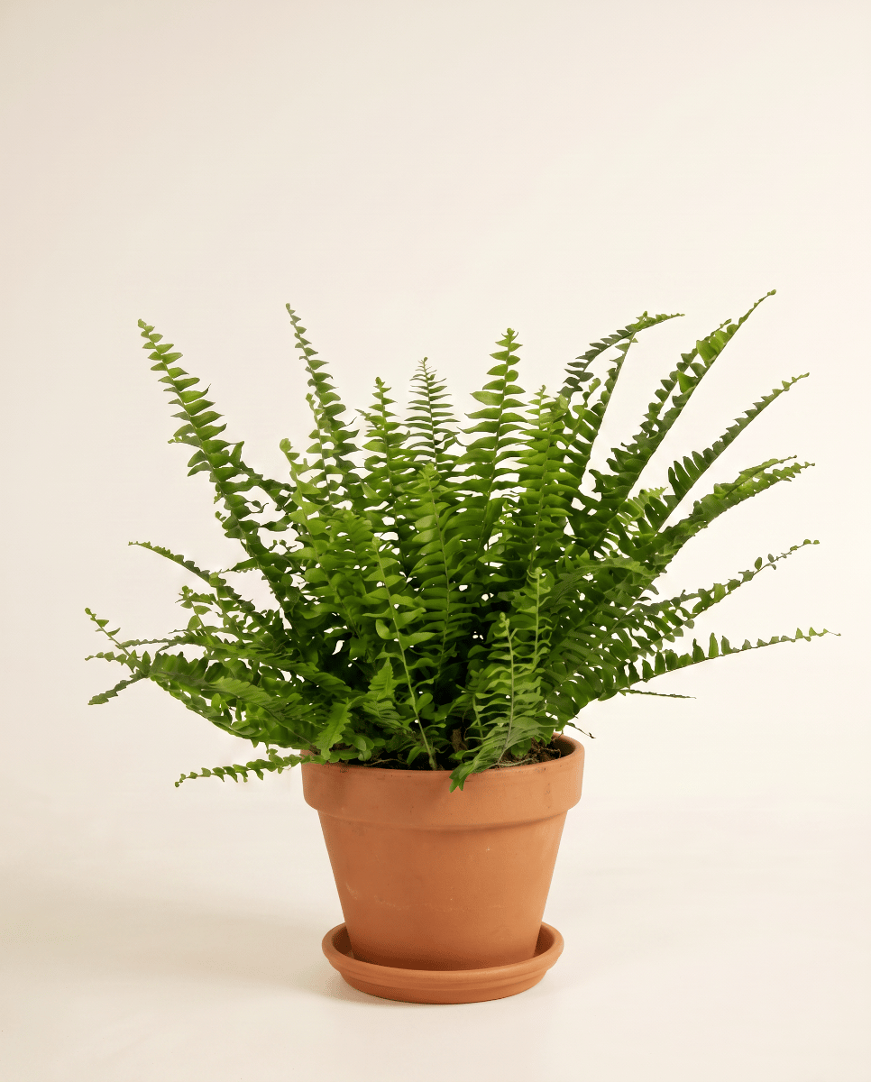 Nephrolepis Schwertfarn Green Lady