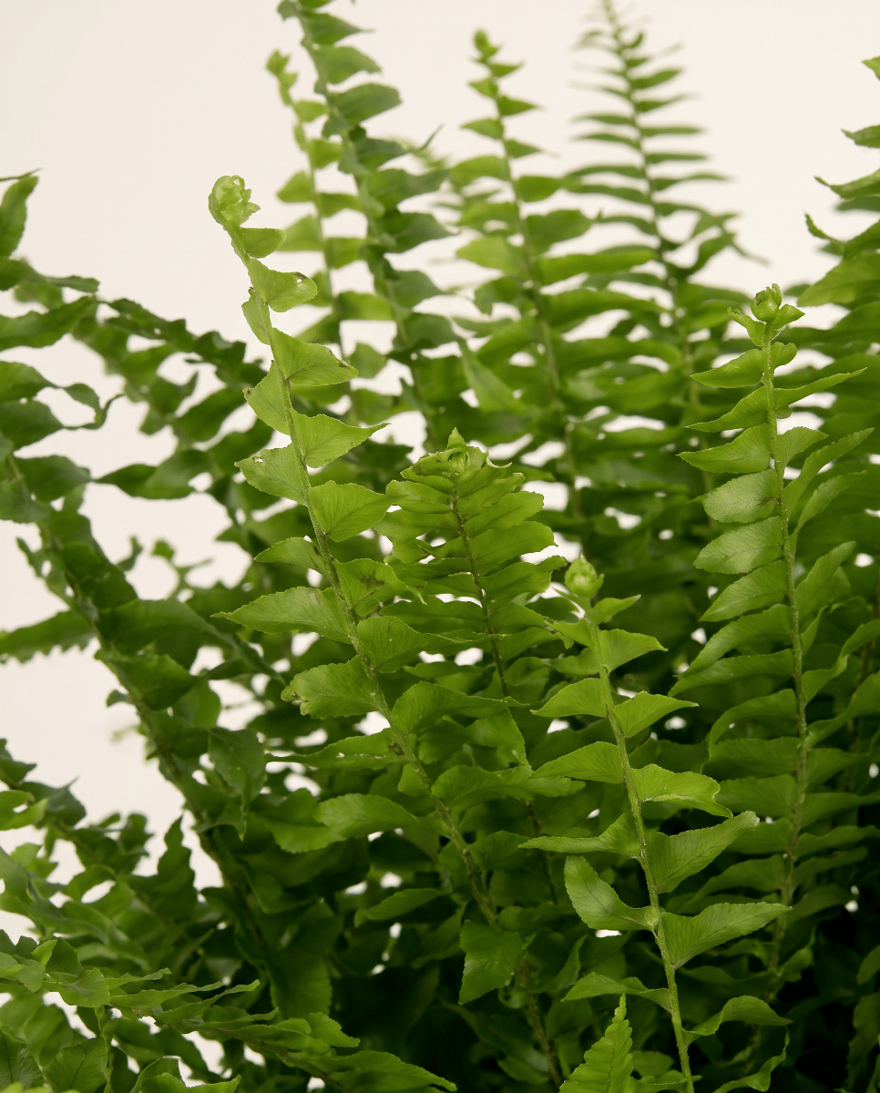 Nephrolepis Schwertfarn Green Lady